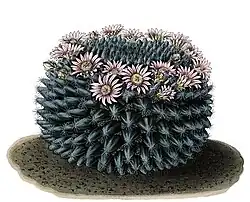 Mammillaria heyderi subsp. hemisphaerica