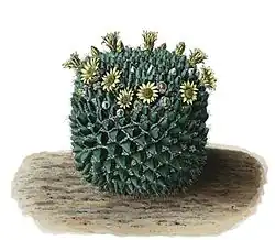 Mammillaria karwinskiana subsp. karwinskiana