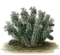 Mammillaria vetula