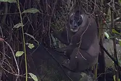 Bioko-Drillmännchen, Äquatorialguinea