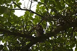 Bioko-Drill (M. l. poensis) auf der Insel Bioko, Äquatorialguinea