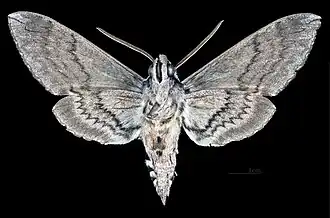 ♂ △ Ventralansicht