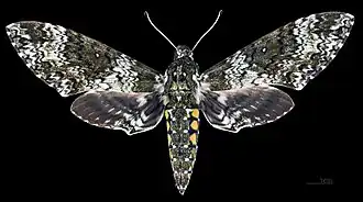 Manduca rustica rustica ♂ Dorsalansicht