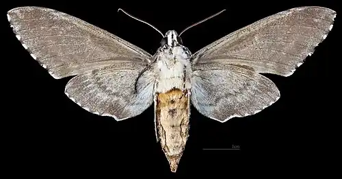 Manduca rustica calapagensis, ♀ △ Ventralansicht