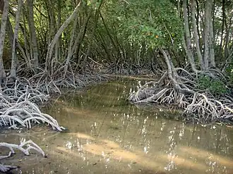 Die Inseln Moucha und Maskali