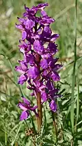 Manns-Knabenkraut (Orchis mascula)