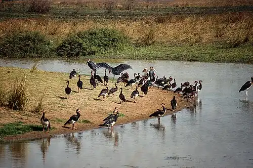 Nationalpark Manovo-Gounda Saint Floris