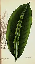 Maranta warszewiczii illustriert von G. Severey