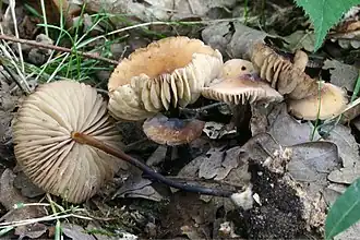 Hornstieliger Schwindling Marasmius cohaerens