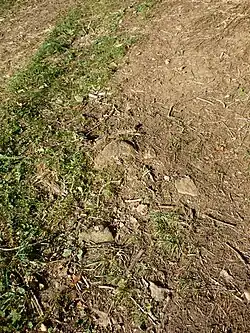 Überbleibsel einer Römerstraße