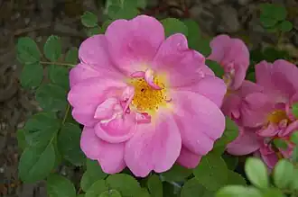 ‘Marguerite Hilling’, Hilling, 1959