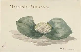 Massionia Africana, 1789