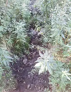 Versiegter Marienbach 2019 …