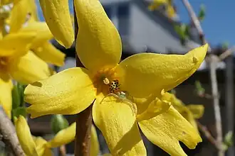 Marienkäfer und Krabben­spinne an „Beatrix Farrand“