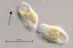LM-Aufnahme von zwei Zellen von P. parvum Typ A (UTEX 2797). In der oberen Zelle (zwischen den beiden Geißeln) die Haptonema (Pfeil)