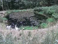 Markbach-Teich im Laubwald