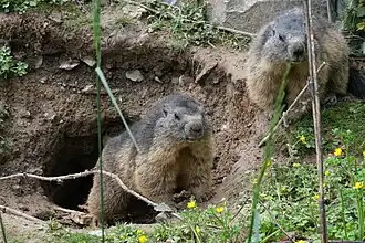 Alpenmurmeltiere (Marmota marmota)