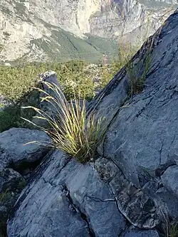 Beispielhafte Kolonisation der Geröllhalden