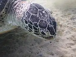 Kopf einer Meeresschildkröte auf der Seegraswiese