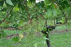 Traubenvollernter schütteln nur die Beeren ab. Es verbleibt das Stielgerüst der Trauben an den Trieben