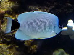 Genicanthus personatus, Männchen