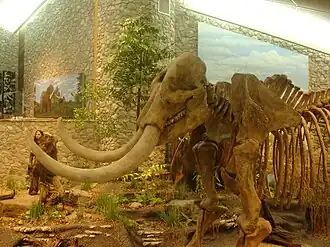 Mastodon-Skelett im Mastodon State Historic Site Museum