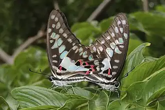Paarung, Flügelunterseite