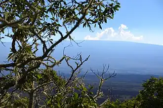 Mauna Loa von Puʻu Huluhulu aus gesehen