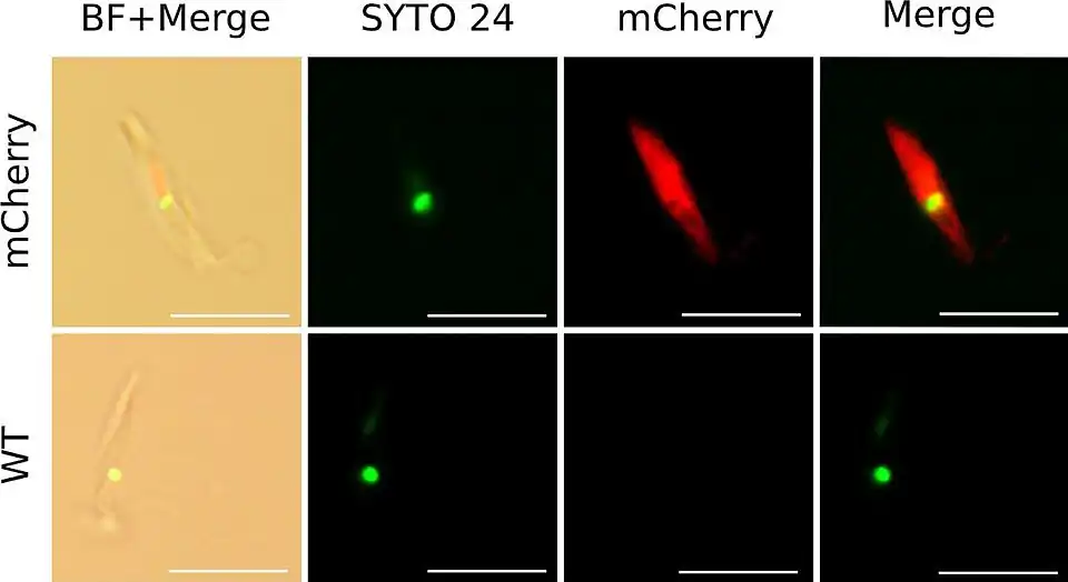 Lebende Zellen von N. esmeraldas, WT: Wildtyp, mCherry: Zellen, die mCherry exprimieren[21][22]