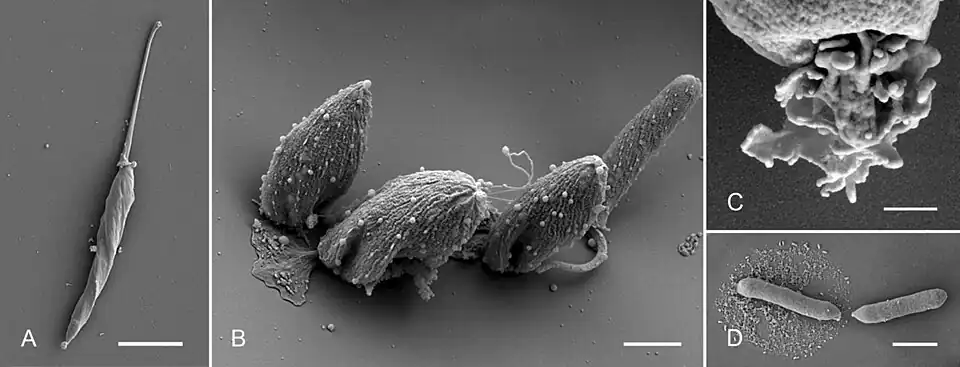 REM-Aufnahmen von N. esmeraldas und „Ca. P. novymonadis“. (A) Frei schwimmender Promastigot des Protisten, (B) versch. sessile Formen, (C) auffällig modifizierte Geißel (sessiler Choanomastigot); (D) das Bakterium in Reinkultur. Balken 5 µm (A), 2 µm (B), 400 nm (C), und 1 µm (D).
