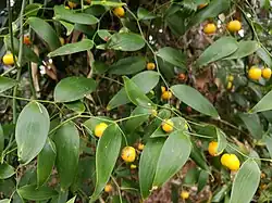 Früchte und Blätter