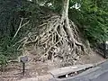Medusa Tree