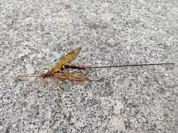 Megarhyssa praecellens ♀