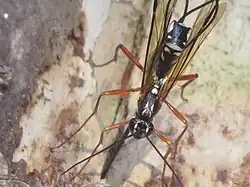 ♀ Thorax-Zeichnung