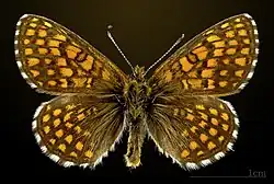 Melitaea aurelia ♂ Flügeloberseite