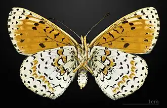 Roter Scheckenfalter ♀ △