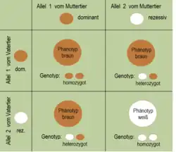 Bild 1: Die rezessive Erbanlage tritt nach der Spaltungsregel in Erscheinung.