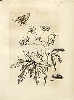 Wilder Hahnenfuß (Tafel&nbsp;15)