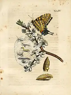 Schlehdorn (Band&nbsp;2, Tafel&nbsp;44), koloriert