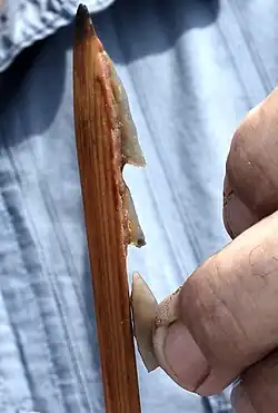 Mikrolithen (nachgebildeter Pfeil mit Widerhaken)