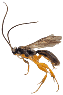 Exochus sp. aus Uganda