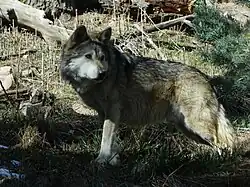 Mexikanischer Wolf