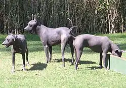 Xoloitzcuintle (Mexikanischer Nackthund)
