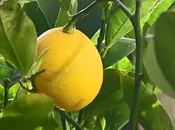 Meyer-Zitrone am Baum