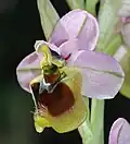 Ophrys tenthredinifera ssp. spectabilis Spanien – Mallorca