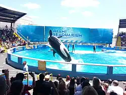 Orca im Miami Seaquarium