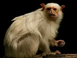 Silberäffchen (Mico argentatus)