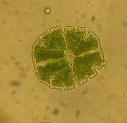 Micrasterias sp., Phytoplankton in Moorseen