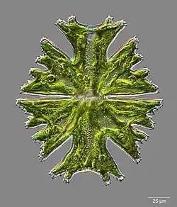 Micrasterias americana