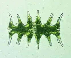 Micrasterias muricata